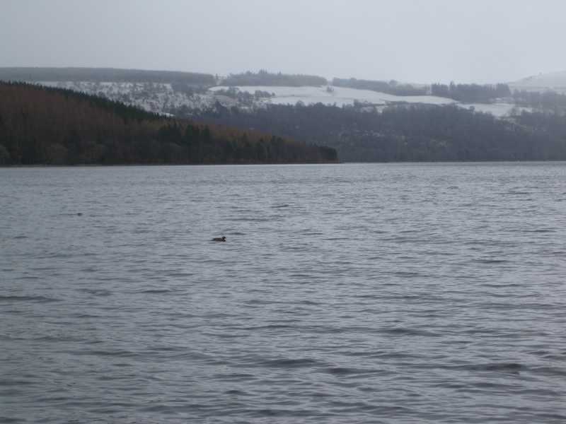 Ca y'est, voilà Nessie qui prend son bain !